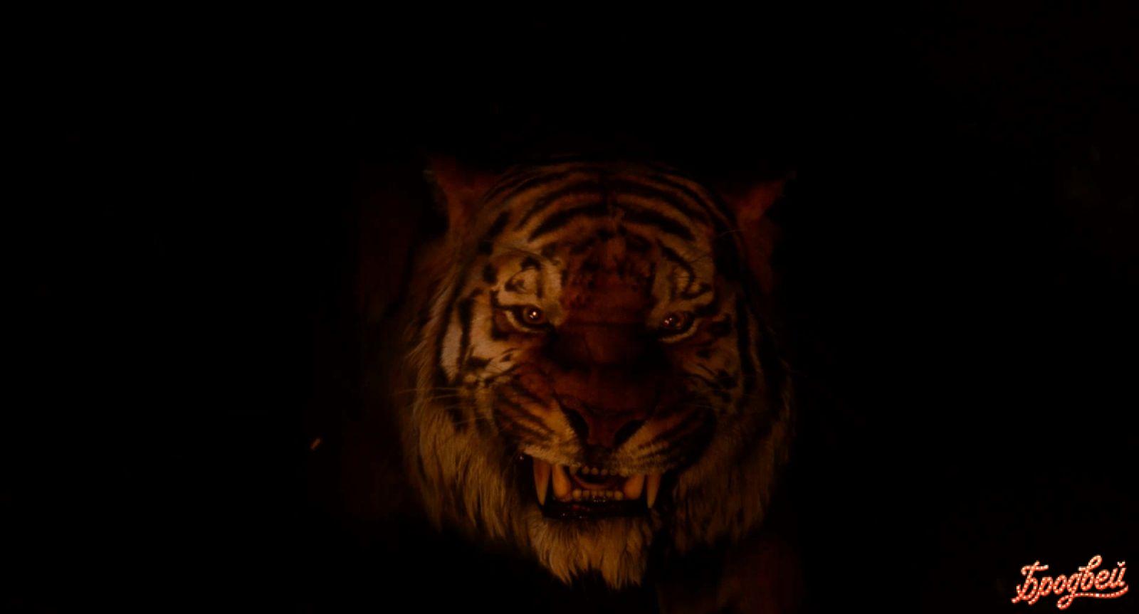 Тайган львенок знакомится с человеком. Лев шерхан уже в китае. Лев шерхан уже в китае. Лев шерхан уже в китае. Книга джунглей 2016 шерхан.